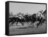 Needles in Kentucky Derby, Winner of the 82nd Running of the Most Famous of US Horse Races-Hank Walker-Framed Stretched Canvas