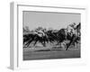 Needles in Kentucky Derby, Winner of the 82nd Running of the Most Famous of US Horse Races-Hank Walker-Framed Photographic Print