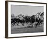 Needles in Kentucky Derby, Winner of the 82nd Running of the Most Famous of US Horse Races-Hank Walker-Framed Photographic Print