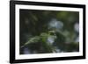 Needles of a Christmas tree in the back light,-Nadja Jacke-Framed Photographic Print