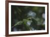 Needles of a Christmas tree in the back light,-Nadja Jacke-Framed Photographic Print