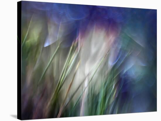 Needles-Ursula Abresch-Stretched Canvas