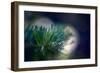 Needles-Ursula Abresch-Framed Photographic Print