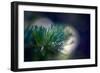 Needles-Ursula Abresch-Framed Photographic Print