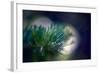 Needles-Ursula Abresch-Framed Photographic Print