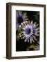 Negative Flowers-Philippe Sainte-Laudy-Framed Photographic Print