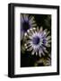 Negative Flowers-Philippe Sainte-Laudy-Framed Photographic Print