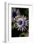 Negative Flowers-Philippe Sainte-Laudy-Framed Photographic Print