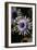 Negative Flowers-Philippe Sainte-Laudy-Framed Photographic Print