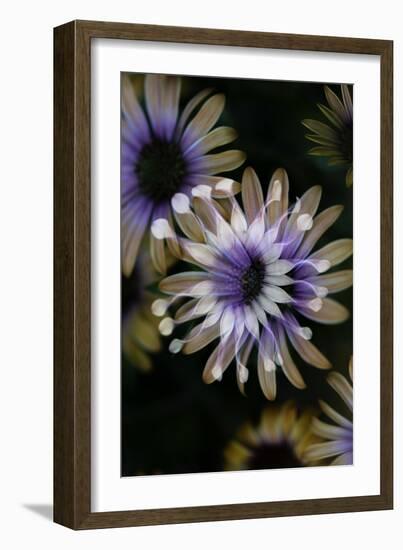 Negative Flowers-Philippe Sainte-Laudy-Framed Photographic Print