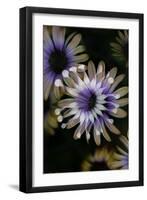 Negative Flowers-Philippe Sainte-Laudy-Framed Photographic Print