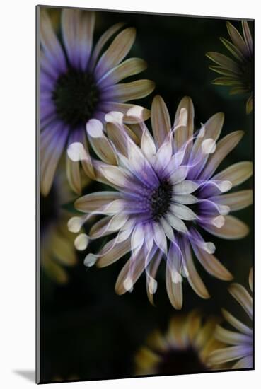 Negative Flowers-Philippe Sainte-Laudy-Mounted Photographic Print