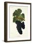 Negrette Grape-J. Troncy-Framed Giclee Print