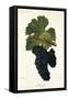 Negrette Grape-J. Troncy-Framed Stretched Canvas