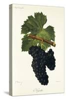 Negrette Grape-J. Troncy-Stretched Canvas