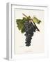 Negru Vertos Grape-A. Kreyder-Framed Giclee Print