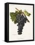 Negru Vertos Grape-A. Kreyder-Framed Stretched Canvas