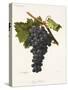 Negru Vertos Grape-A. Kreyder-Stretched Canvas