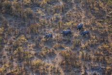 Aerial view of a herd of wild White rhinoceros running free, Okavango Delta, Botswana-Neil Aldridge-Photographic Print