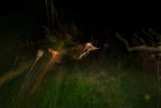 Cranefly flight trail over meadow in old quarry, England-Neil Aldridge-Photographic Print