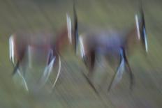 Pair Of Blesbok (Damaliscus Pygargus) Galloping Across The Open Flood Plains Of The Bushman'S River-Neil Aldridge-Framed Photographic Print