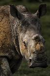 Scarred face of a white rhinoceros that survived an attack by poachers, South Africa-Neil Aldridge-Photographic Print