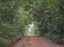 Track through dense tropical rainforest, Bobiri Butterfly Reserve, Ashanti Region, Ghana-Neil Bowman-Stretched Canvas