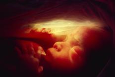 Five Month Old Foetus-Neil Bromhall-Photographic Print