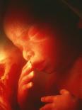 20 Week Old Foetus-Neil Bromhall-Photographic Print