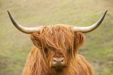 Highland cattle, Scotland, United Kingdom, Europe-Neil Emmerson-Framed Photographic Print