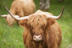 Highland cattle, Scotland, United Kingdom, Europe-Neil Emmerson-Photographic Print