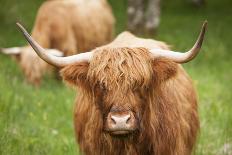 Highland cattle, Scotland, United Kingdom, Europe-Neil Emmerson-Premium Photographic Print