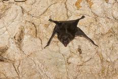 A Common Vampire Bat in a Cave at Cabo Blanco Absolute Reserve, Costa Rica-Neil Losin-Photographic Print