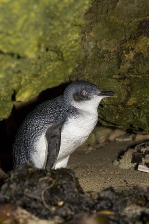 A Little Penguin on Penguin Island in Southwest Australia