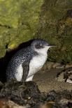 A Little Penguin on Penguin Island in Southwest Australia-Neil Losin-Photographic Print