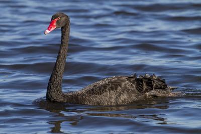 A Pair of Black Swans Swims in a Lake in Western Australia
