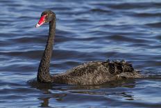 A Pair of Black Swans Swims in a Lake in Western Australia-Neil Losin-Photographic Print