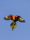 A Rainbow Lorikeet from Northern Australia in Flight in Southwest Australia-Neil Losin-Photographic Print