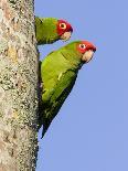 A Red-Masked Parakeet Peers from a Nest Cavity in South Florida.-Neil Losin-Photographic Print