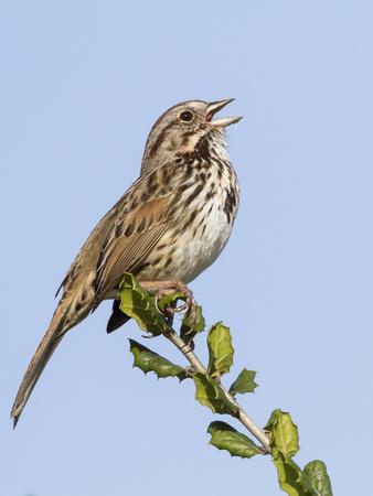 A Song Sparrow Singing in Southern California