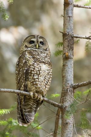A Spotted Owl in Los Angeles County, California