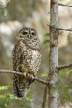 A Spotted Owl in Los Angeles County, California-Neil Losin-Photographic Print