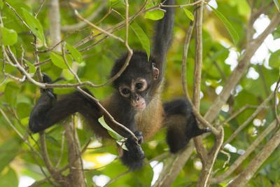 A Young Female Geoffroyõs Spider Monkey in Corcovado National Park, Costa Rica