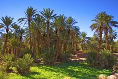 Oasis at Tamnougalt, Morocco, North Africa, Africa-Neil-Photographic Print