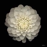 Dahlia 22-Neil Seth Levine-Art Print