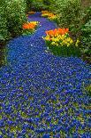 Dutch Colorful Tulips Fields in Sunny Day-neirfy-Photographic Print