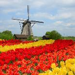 Dutch Windmill over Tulips Field-neirfy-Photographic Print