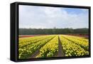 Framed Canvas
