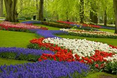 Spring Flowers in Holland Garden-neirfy-Photographic Print