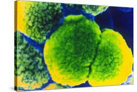 Neisseria Meningitis Bacteria-null-Stretched Canvas